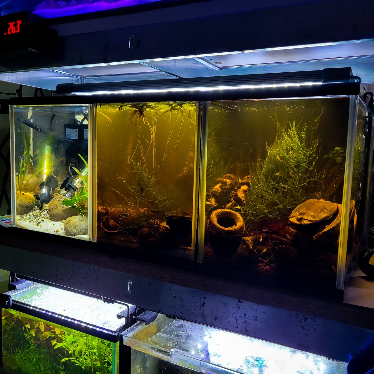 brightfryed's tweet photo. Trio of worlds, which one do you like best? ππΏ
.
Enjoying my content? Don't forget to head over to YouTube and sub π
.
#aquascape #aquascapes #botanicals #aquascaper #naturalstyle #aquascapedesign #plantedtanks #plantedtank #plantedtanksofinstagram #aquariumsofinstagram https://t.co/CIapeSUI3j