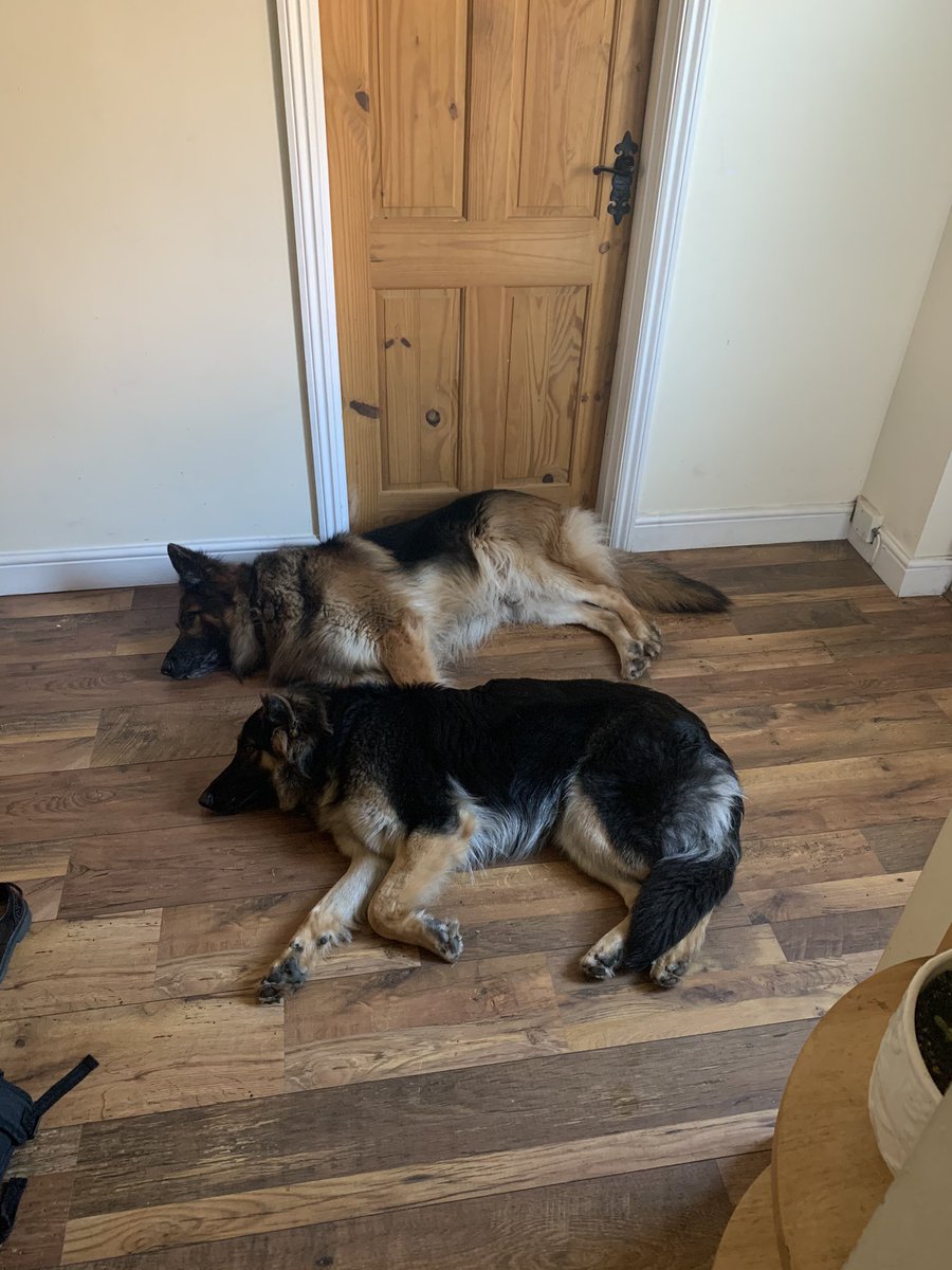 SergeantSkellen's tweet photo. Come on doggos - it’s only 8am #gsd #DogsofTwittter https://t.co/tt0cSxJ4Eh