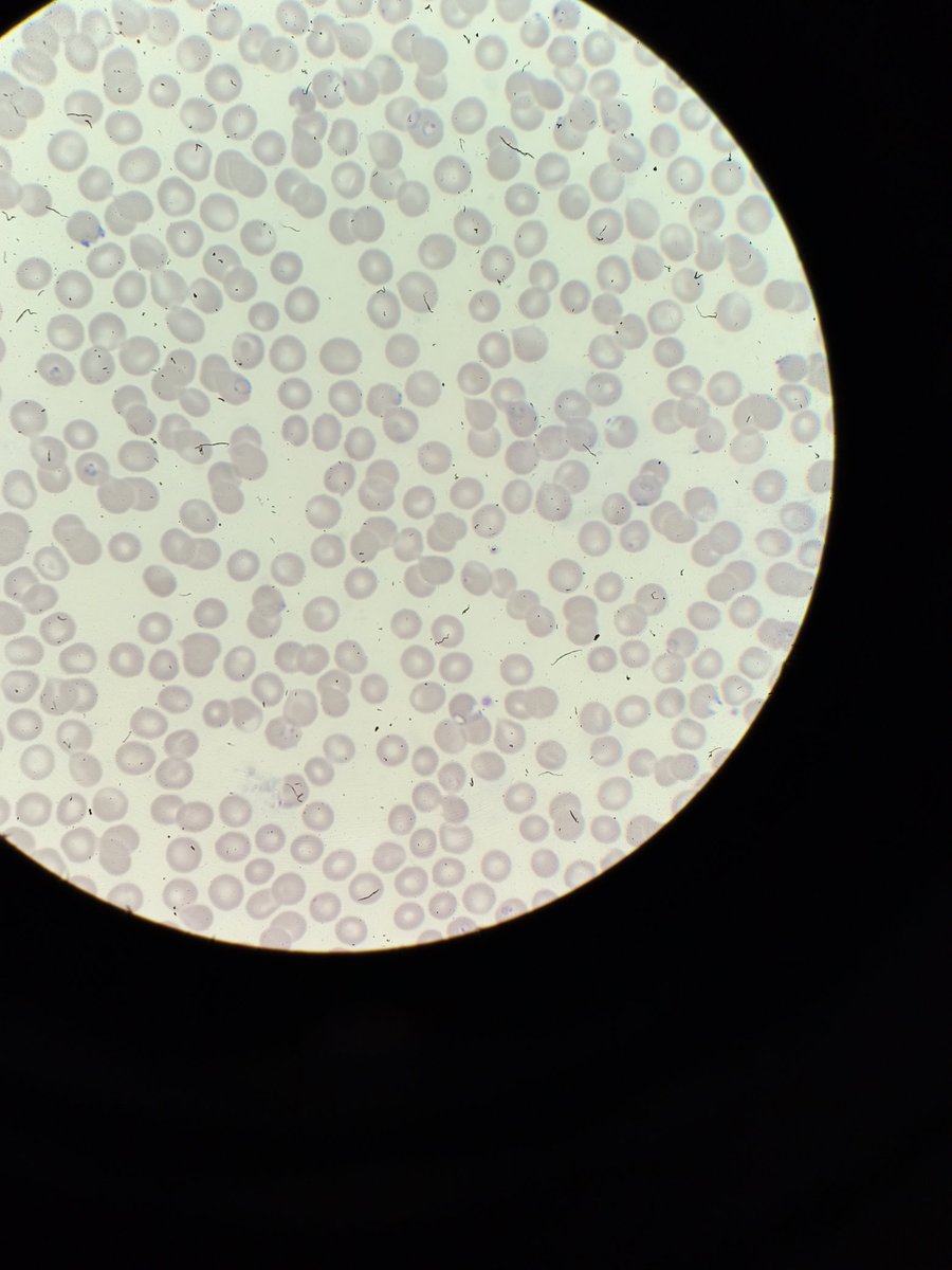 🧪🧫 Leila pH 7.4 🧬🔬𝛑 tweet media