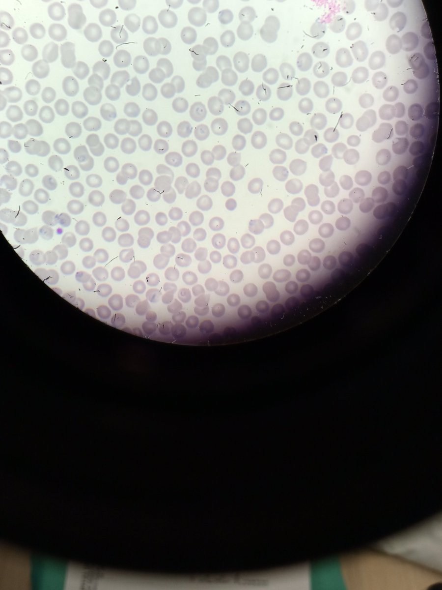 🧪🧫 Leila pH 7.4 🧬🔬𝛑 tweet media