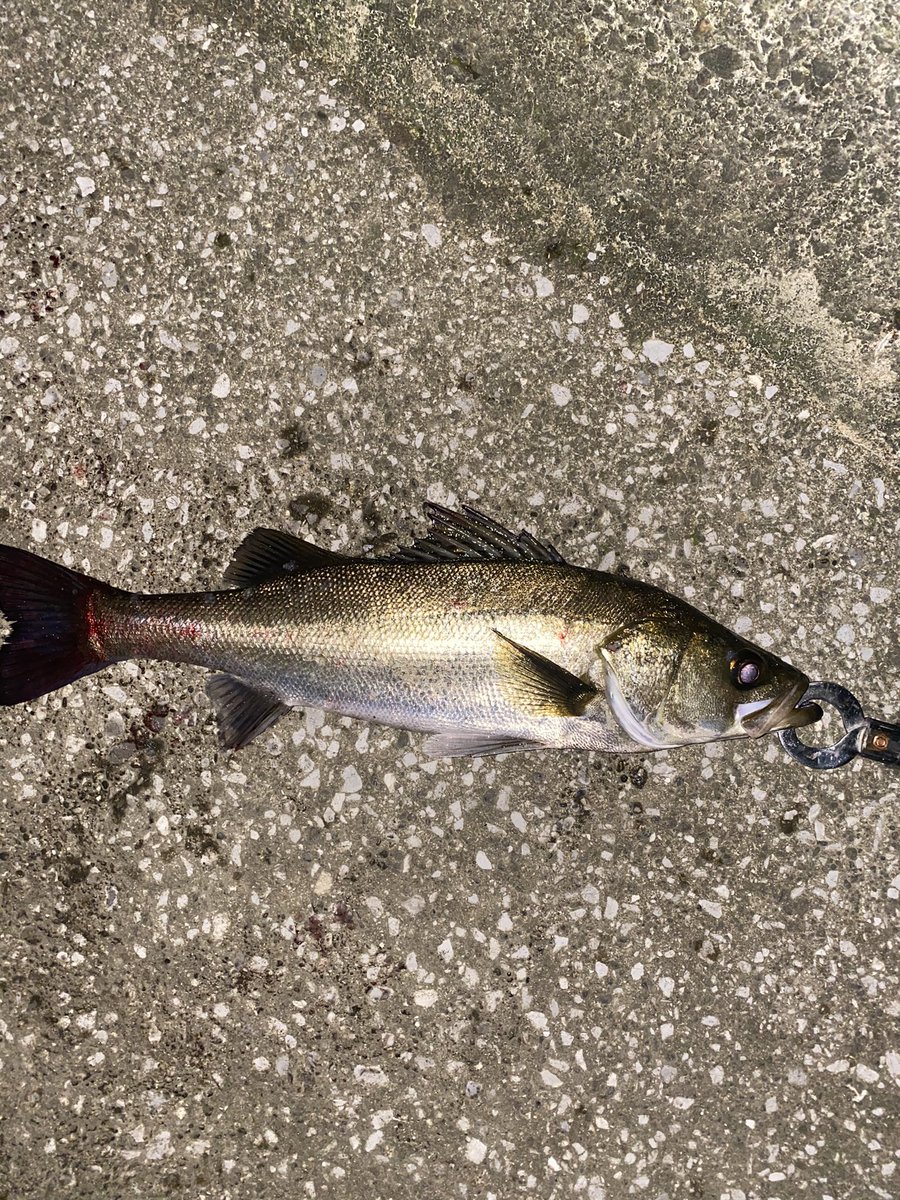 gui_tar_tinder's tweet photo. お魚ゲッチュ https://t.co/OvFlyaH83p