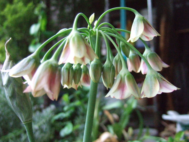 dwarfgarden's tweet photo. @JoanneW36540165 I once grew it and I love it❤️ #Alliumsiculum #flowers #NaturePhotography #gardening https://t.co/sjCWydyqfK