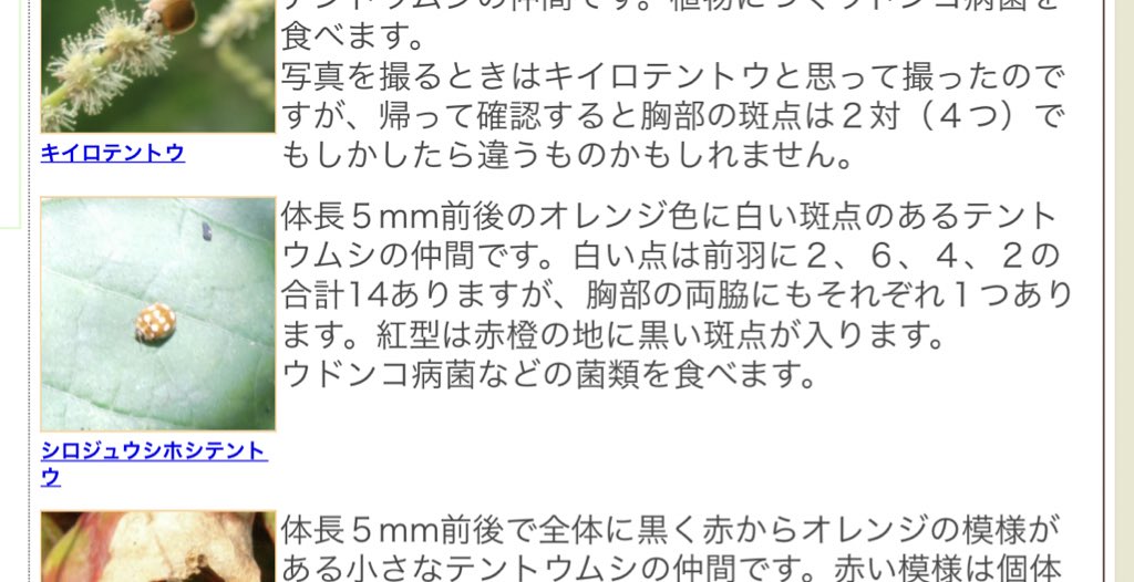 Hir0n0 てんとう虫って言っても食べるもの違うんだな このシロホシテントウっていうやつはアブラムシ食べないみたいなのでお引き取り願いました どうもありがとうございました Hir0n0 てんとう虫って言っても食べるもの違うんだな このシロホシテントウっていうやつはアブラムシ食べないみたいなのでお引き取り願いました どうもありがとうございました