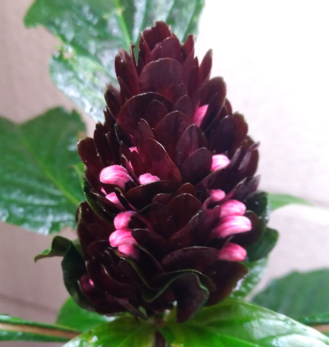 こころんグリーン على تويتر わが家のサンゴバナの花芽です 中の方からピンクの小さな花びらがのぞいてます これから大きな花が咲くと思います サンゴバナ 花芽 ピンクの花びら 小さな花びら 初夏の花 初夏 園芸品種 園芸 ガーデニング 熊本市南区