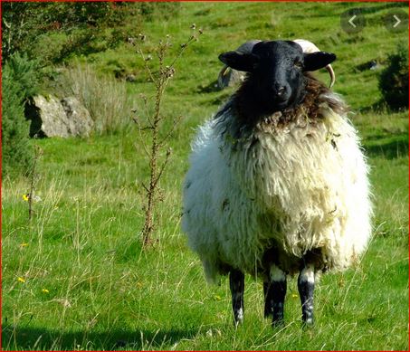 CurieCe2's tweet photo. @TwitLandC #lve #TwitLandC #twitclasse #twitclasses Hello, your cat is beautiful !!  Nous avons trouvé le mouton !! good bye ! 🐑🐑🐑 https://t.co/vCEgqlSUl0