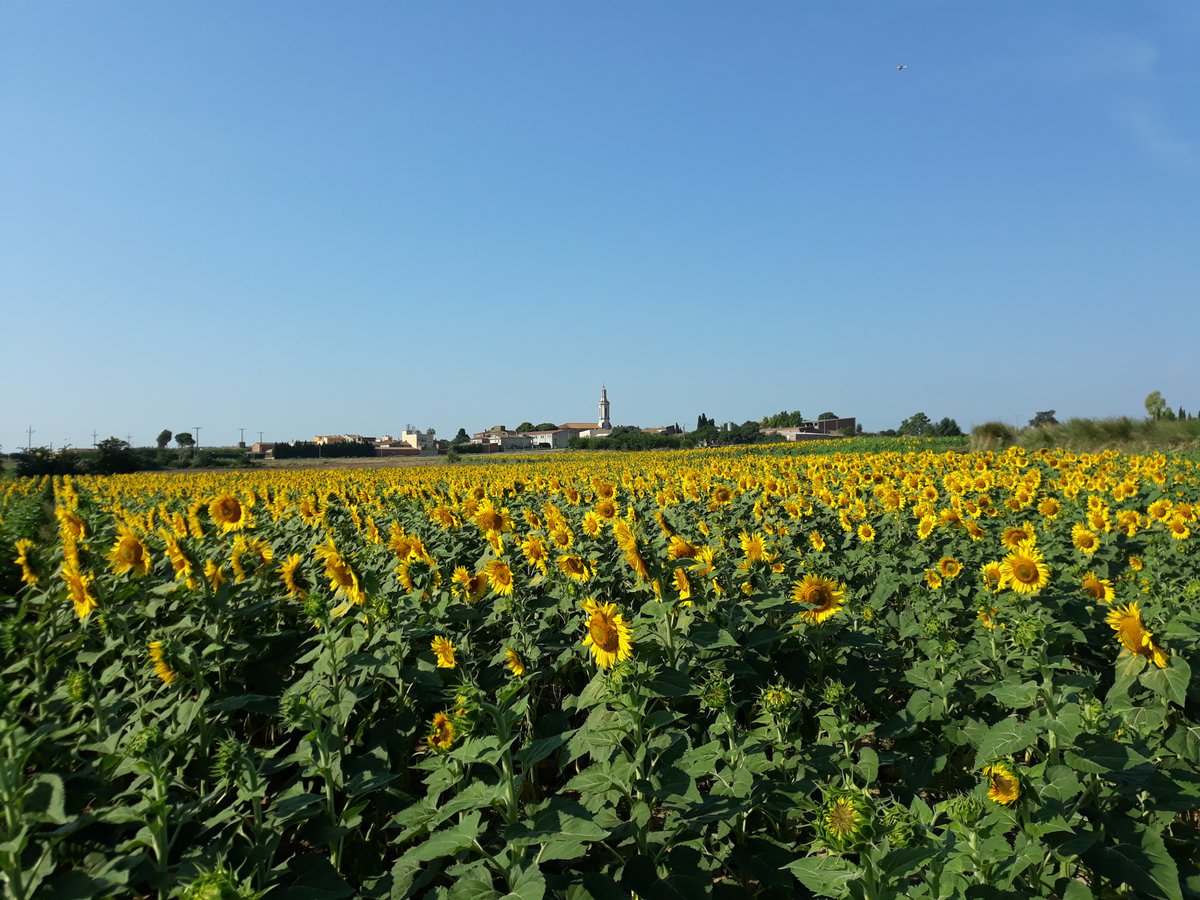 PfennigSerra's tweet photo. llega el verano/ der Sommer kommt... https://t.co/JEAKj6L00w