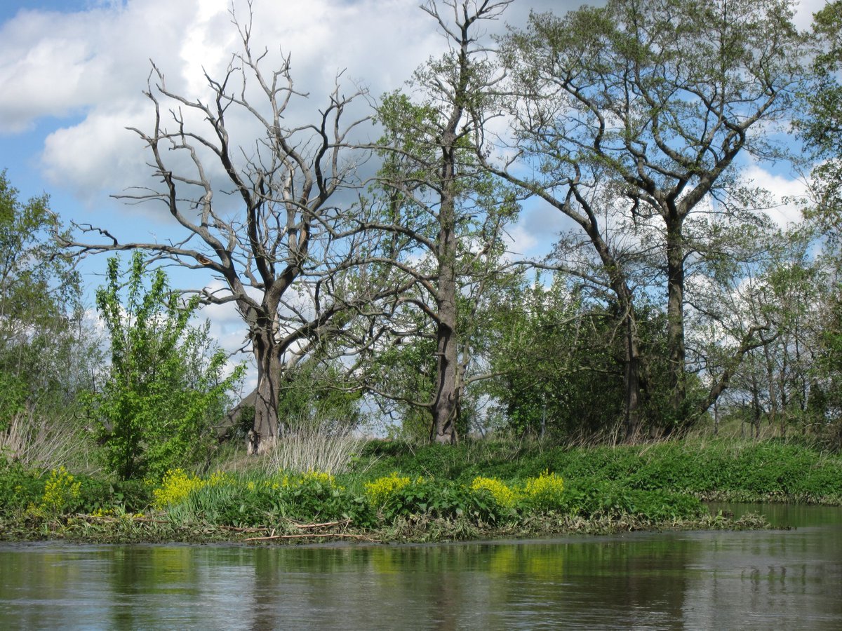 EitnerUwe's tweet photo. pures Chillout mit Sport und Natur beim #Wasserwandern auf der Mulde von Wurzen zur Lieblingsstadt #Eilenburg mit #AEKayak https://t.co/OcO2PjQX4y