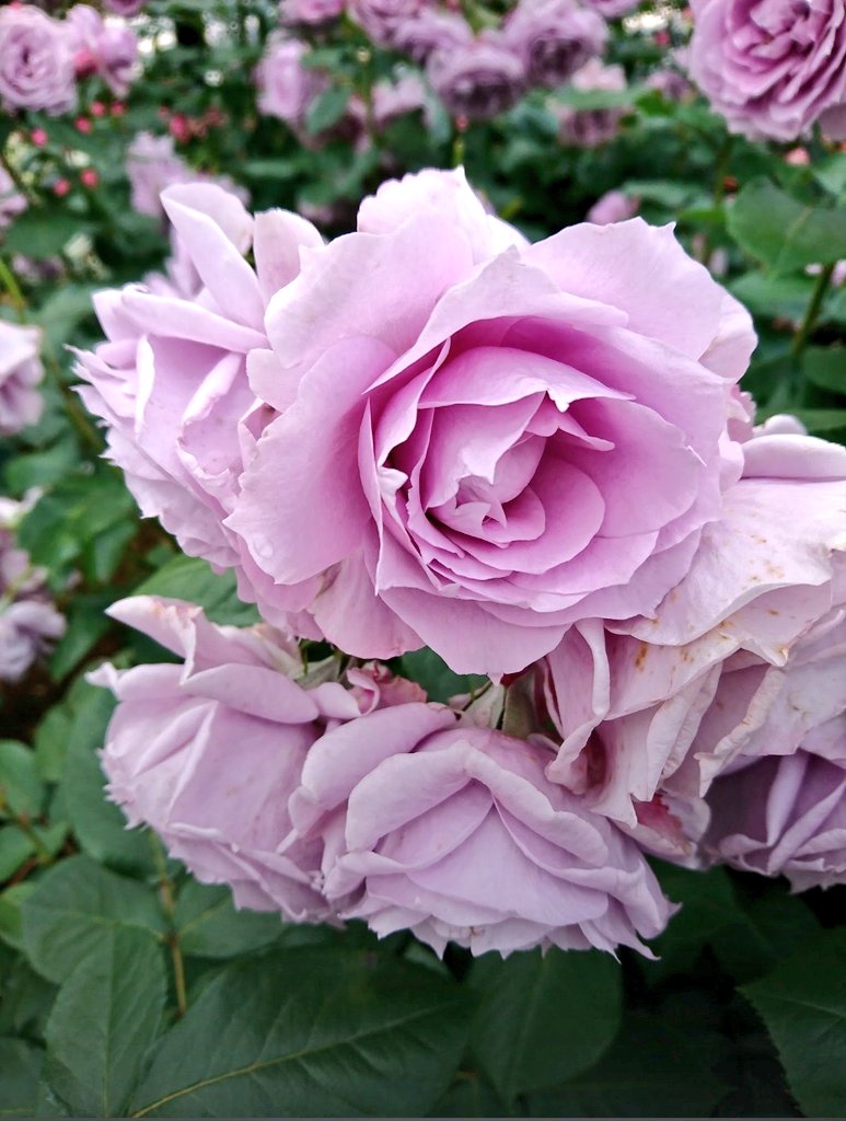 LOVEFLORASNOWTY's tweet photo. 雨の日は #Raindrop が染みるなぁ 私が好きな雨の音は 綺麗な薔薇に落ちる雨の音 SOMETIME'Sの音楽は全てに映像が見えるところ
頭の中で一遍の映画を観ているような感覚 艶やか(ホントに)な音色、歌声もギターも #SlowDanceEP #SOMETIMES  #サムタイムス 
@20xxsota  @ocazukkee  @sometime_infos https://t.co/rzqSWu95iB