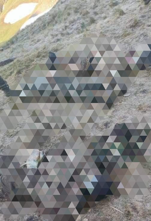 khalfaguliyev's tweet photo. I hope today (but guess it will arrive tomorrow) there will be a fresh sat. imagery so that I can geolocate this. But now looking back at previous sat images, with some confidence I can say this happened inside Azerbaijan, ~1 km may be. Will follow up https://t.co/Yy4h73Asls