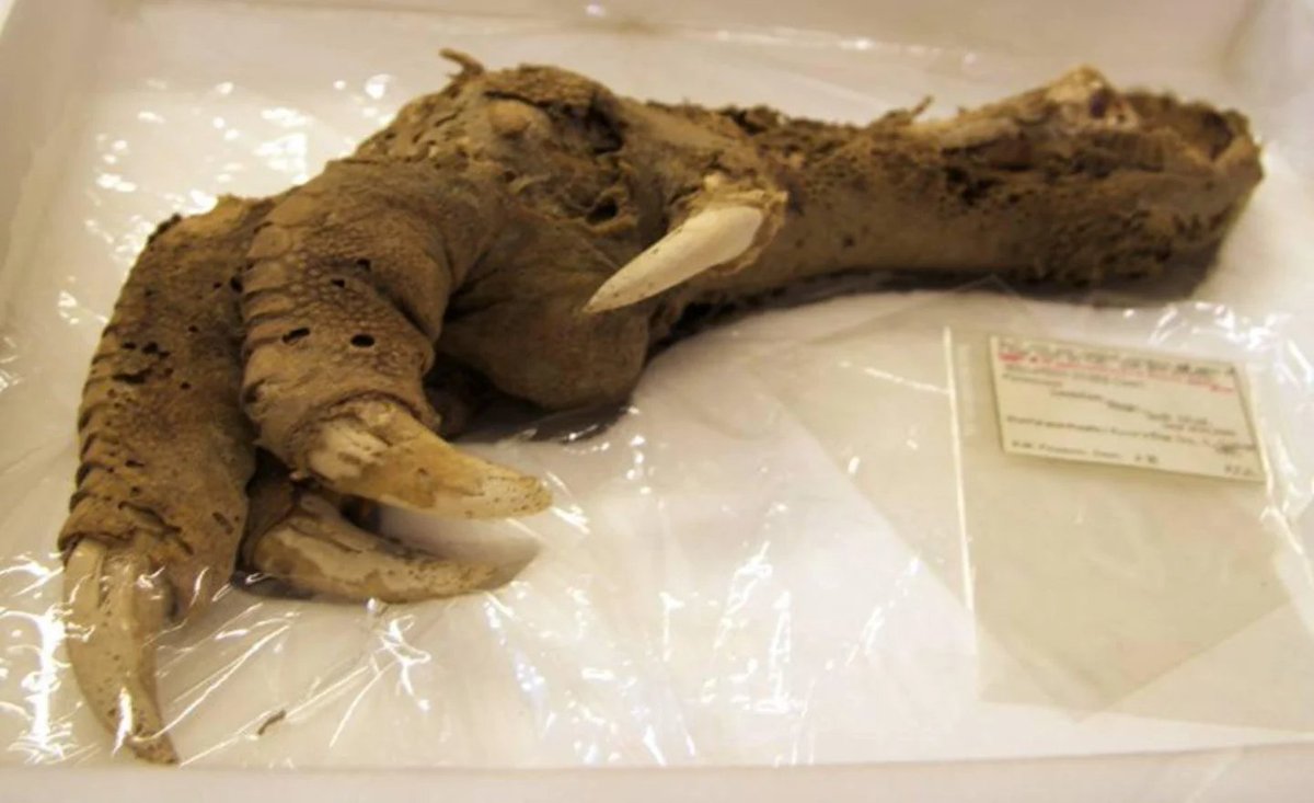 thehill's tweet photo. Extinct giant bird claw with the flesh still on it resurfaces online https://t.co/zBBder2x5w https://t.co/0lOq2OSKfd
