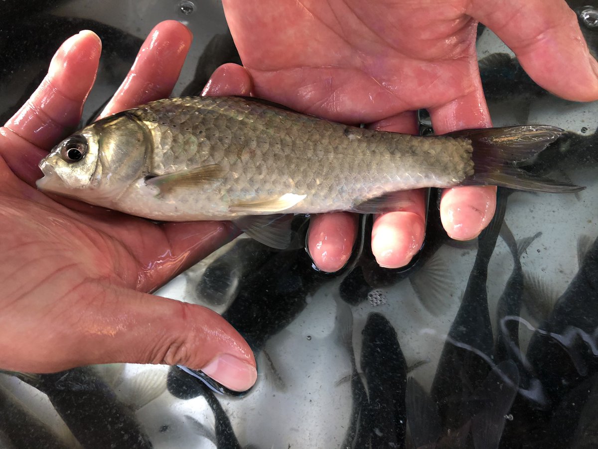 斧田 観賞 魚 センター