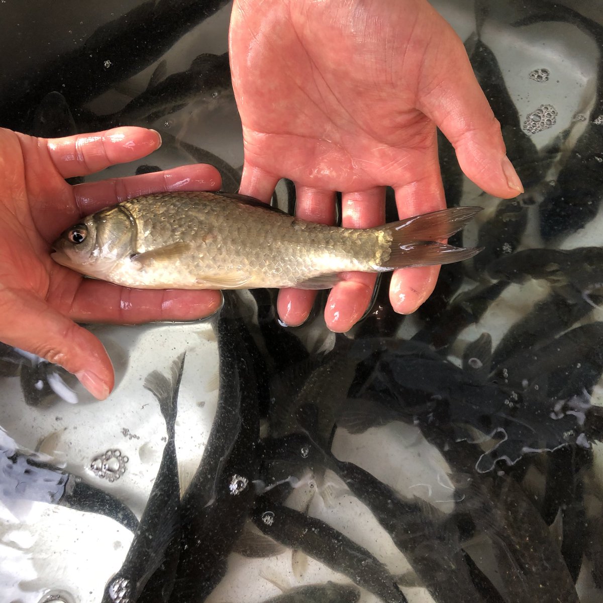 斧田 観賞 魚 センター