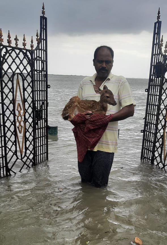 SoumyajitWrites's tweet image. A forest officer rescues a deer from flood in Jhingekhali range in Sunderbans #CycloneYaas