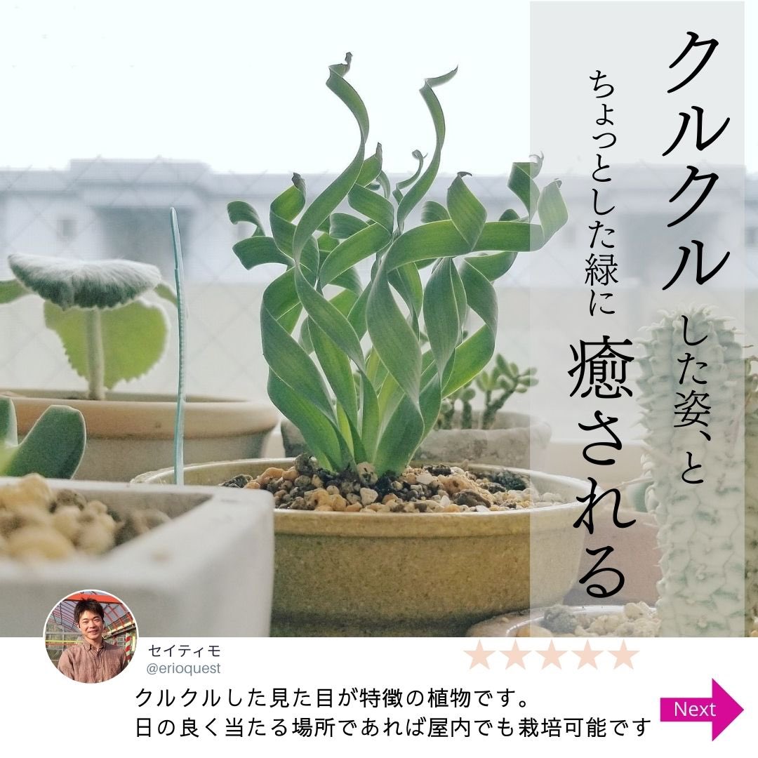 エリオクエスト 南アフリカ珍奇植物専門店 アルブカ コンコルディアナ 育て方 Albuca Concordiana T Co Kcziz9pswa Twitter