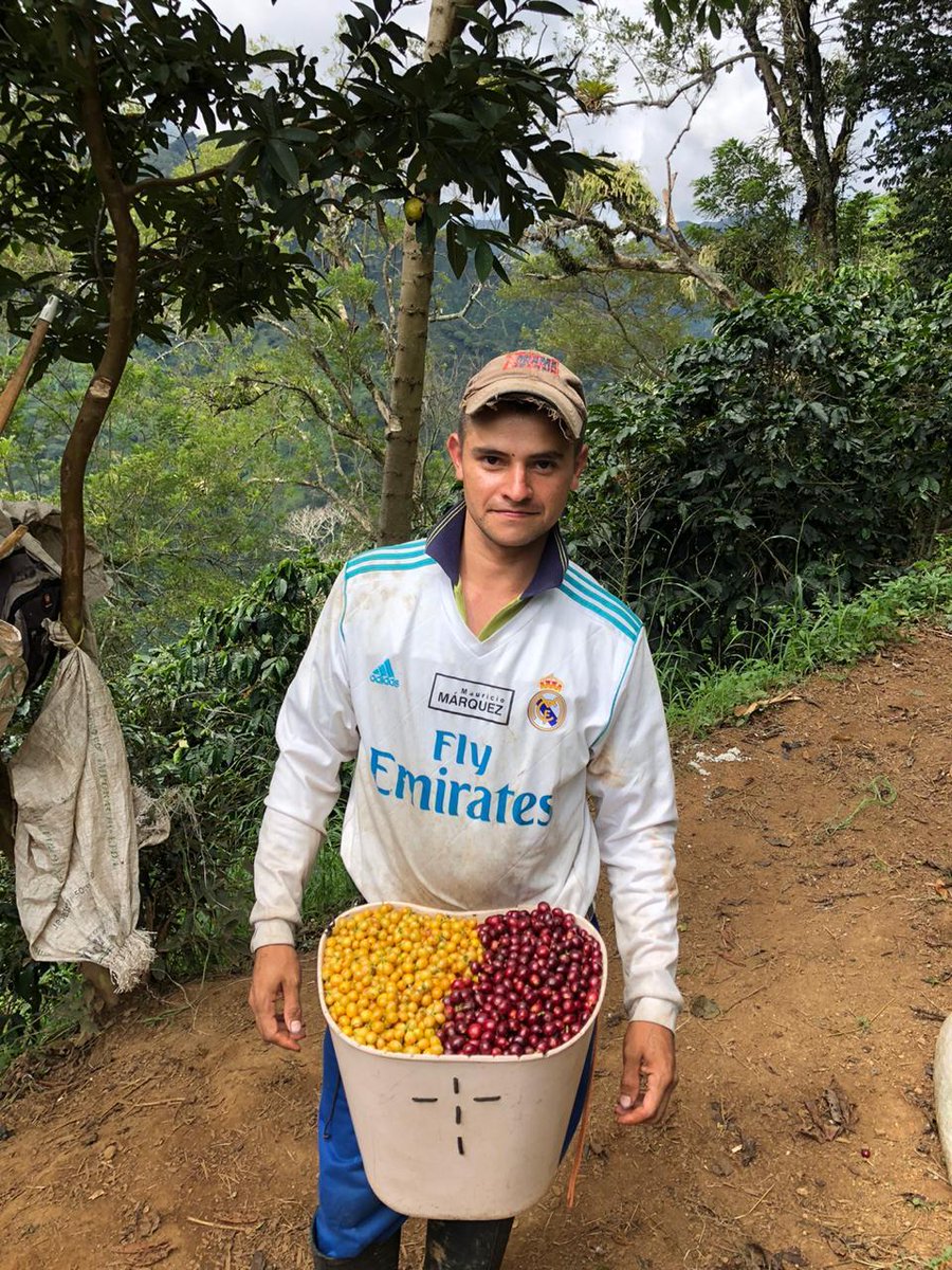 Tropiqno's tweet photo. Tropiq Update Week 21: Peru - https://t.co/dxoQ7qaVau https://t.co/6bq2cD46Ye