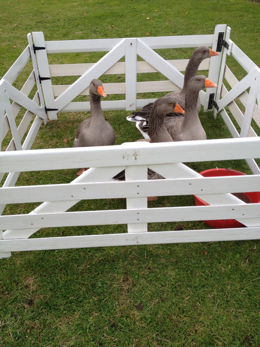 Cosgrovepark's tweet image. DOGS &amp;amp; DUCKS - SATURDAY 5TH JUNE! 😍🐶

Advanced booking essential - spectators welcome! 👀

Please call Reception to book your slot! 😁

#dogsandducks #sheepdog #eventsinc #cosgrovepark
