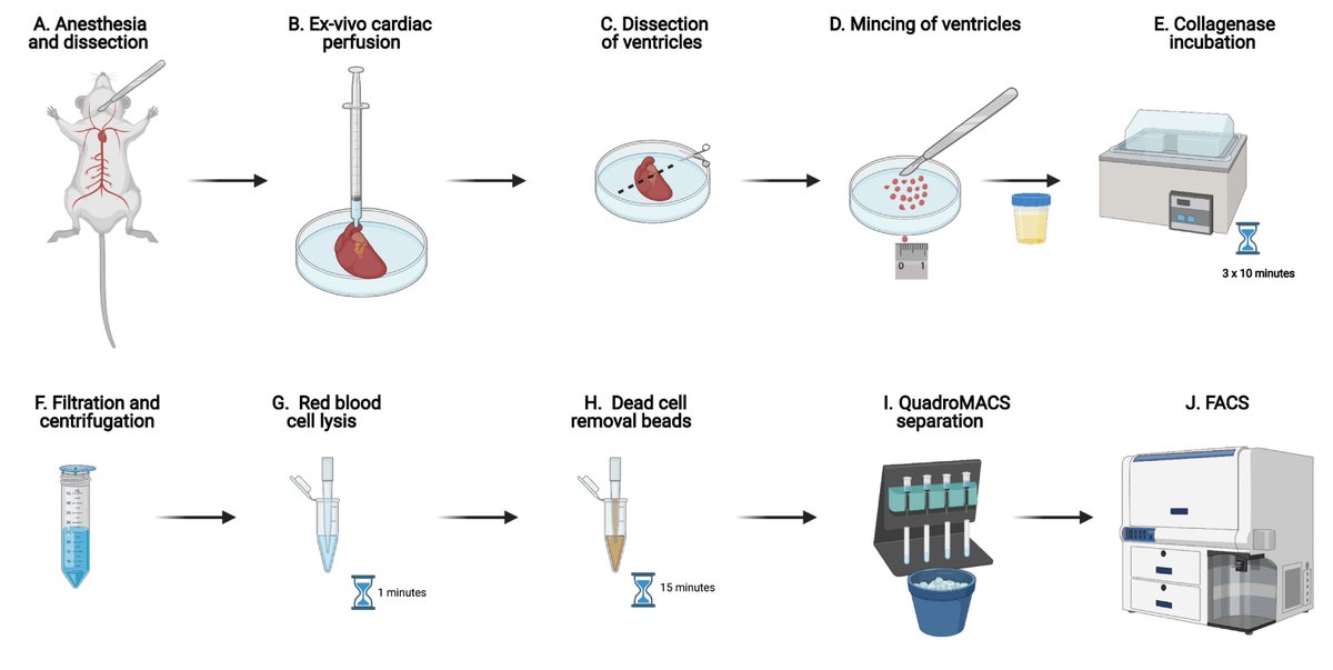 bioprotocolbyte's tweet photo. New: FACS Enrichment of Total Interstitial Cells and Fibroblasts from Adult Mouse Ventricles
https://t.co/k7sPOyp53O
From @FarbehiNona, Vaibhao Janbandhu, Robert E. Nordon, and Richard P. Harvey @GarvanInstitute @VictorChangInst @G_WCentre
#cellbiol #protocol @eLife https://t.co/Ibh55PHJyV