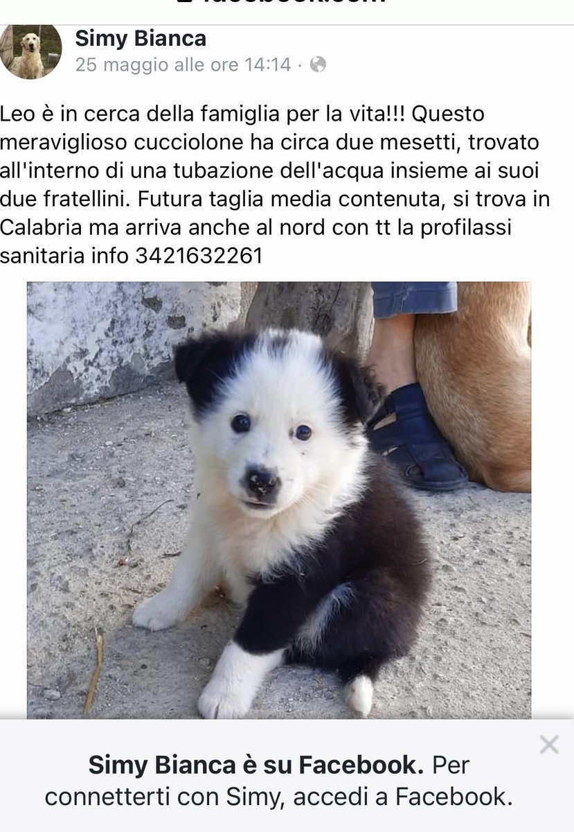 EdiPrevis's tweet photo. ❤️❤️❤️❤️❤️🆘🆘🆘❤️🐾🐾🐾🐾🐾🐾🐾🐾🐾🐾🐾UN AMORE DI CUCCIOLO TROVATO IN UNA TUBATURA!! Da adottare subito! Chiama ora📞📞📞 https://t.co/62d8DT8iKW