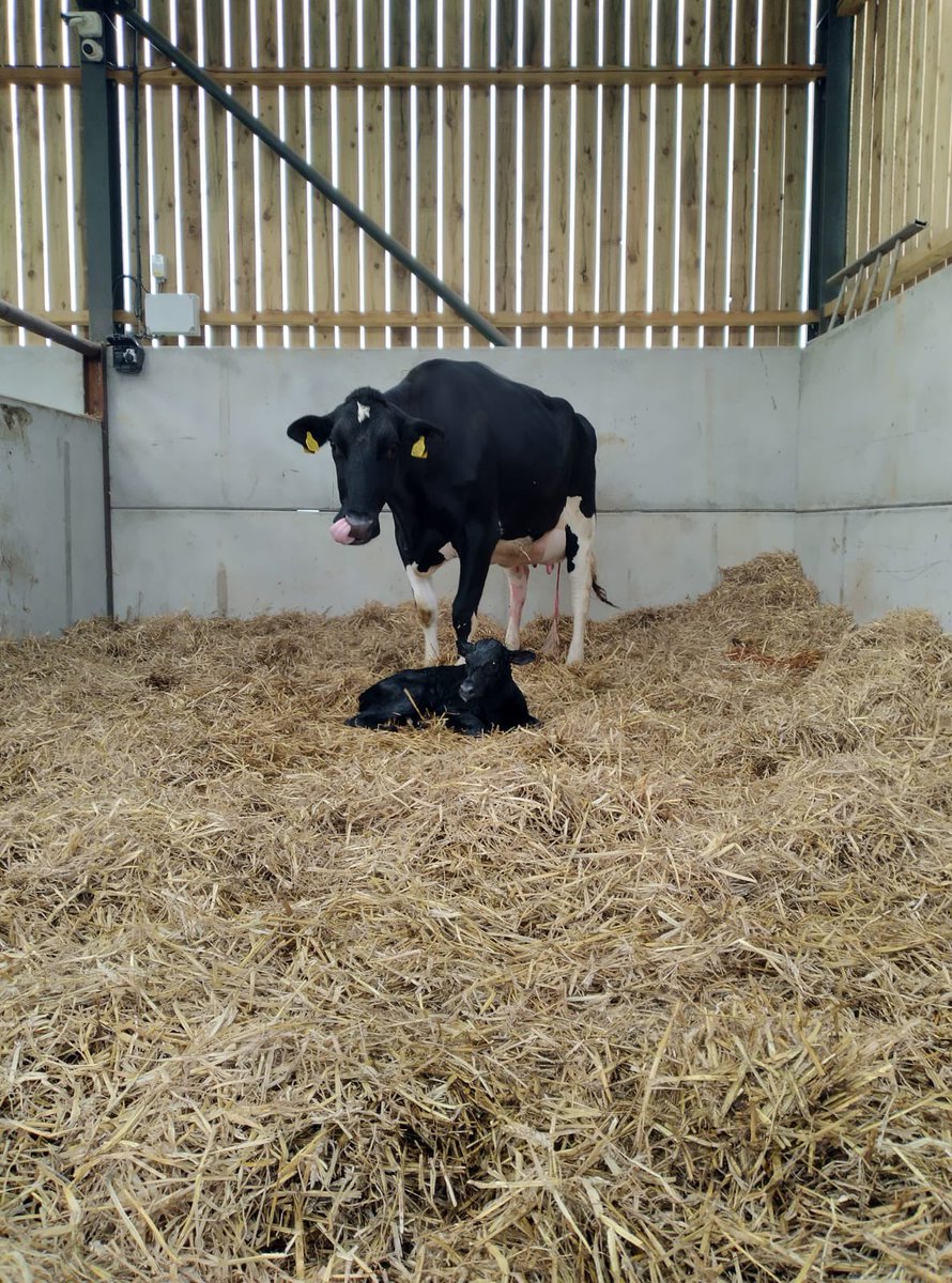 pathway_farming's tweet photo. A great looking Angus calf hitting the ground from one of our suppliers in Yorkshire🐮 #pathwaycalf #pathwayfarming #dairybredbeef #aberdeenangus #dairycross #beefondairy #dairyfarming #sustainablesupplychain https://t.co/2IyA3WF9lJ