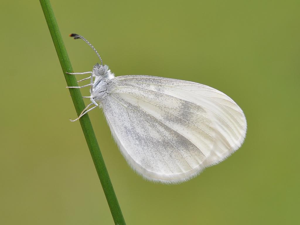 Butterfly Conservation 🦋 tweet media