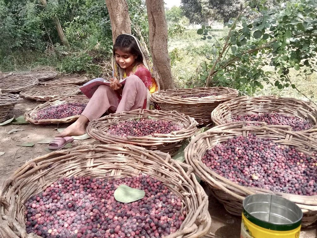 husain_rumana's tweet image. Doesn’t this picture of a little girl reading amongst falsa harvest send our hearts soaring in her direction! 🤓(Unknown photographer) @BaelaJamil @fauziaminallah @ameenasaiyid @Razarumi @CLF_Pak  @itacecorg @Shallwani