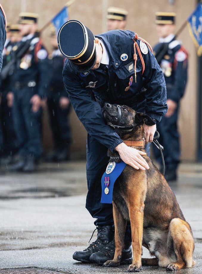 perezreverte's tweet photo. Éste es Mars, un perro-madero de la unidad K9 del GIGN francés, condecorado por neutralizar a un individuo que disparaba contra la policía atrincherado en su domicilio. Observen la marcial chulería del héroe canino. https://t.co/eu5WoUSRQB
