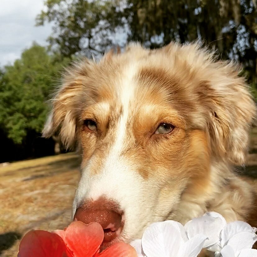 iKnowFash's tweet image. Look at my #BigBoy he’s an #aussieshepherd his name is Lando Ariel Calrissian AKA Orlando Bloom 😏 if you don’t say his full name he won’t even look your way #MyBabyBoy #Puppylove #dogsofinstagram instagr.am/p/CPXjAnSHNst/