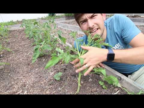 AllForGardening's tweet image. #Migardener: What to Do When Your ...
 
#Gardening #GrowingGuide #HowToGrowTomatoes #HowToStakeTomatoes
 
allforgardening.com/191278/migarde…