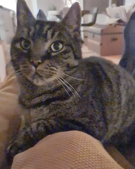 🔴 VERMIST: KAT BRUM (chip niet geregistreerd)
ex-kater, cypers
#MEPPEL #DR Burgemeester Knopperslaan
#DHver 16/5/21 facebook.com/DeHerenigingDr…