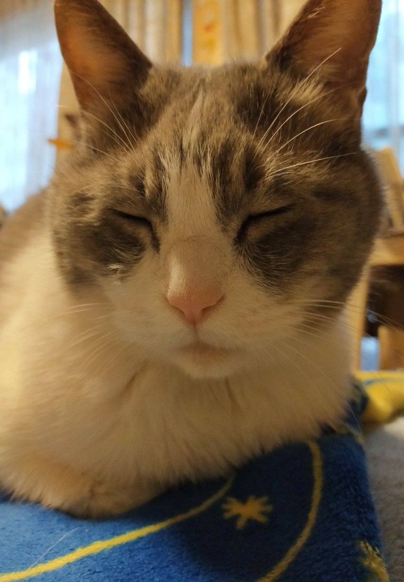 風呂にも入ってまったり猫と過ごしております😺そろそろ夕飯を作ります 