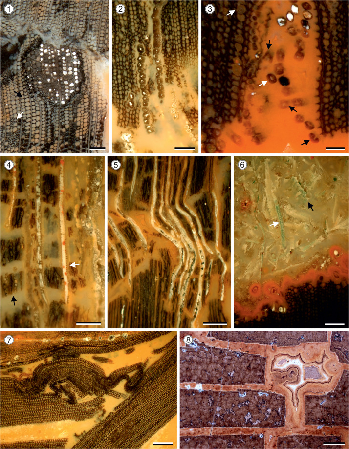 CGoisMarques's tweet photo. Rößler & al. in press | #Wood shrinkage during #fossilization and its significance for studying deep-time #lignophytes | Review of Palaeobotany and Palynology (@RPalaeoboPalyno): https://t.co/1VwNYobN5N
#Palaeobotany #Taphonomy #Silicification #fossil https://t.co/PvHDESMqep