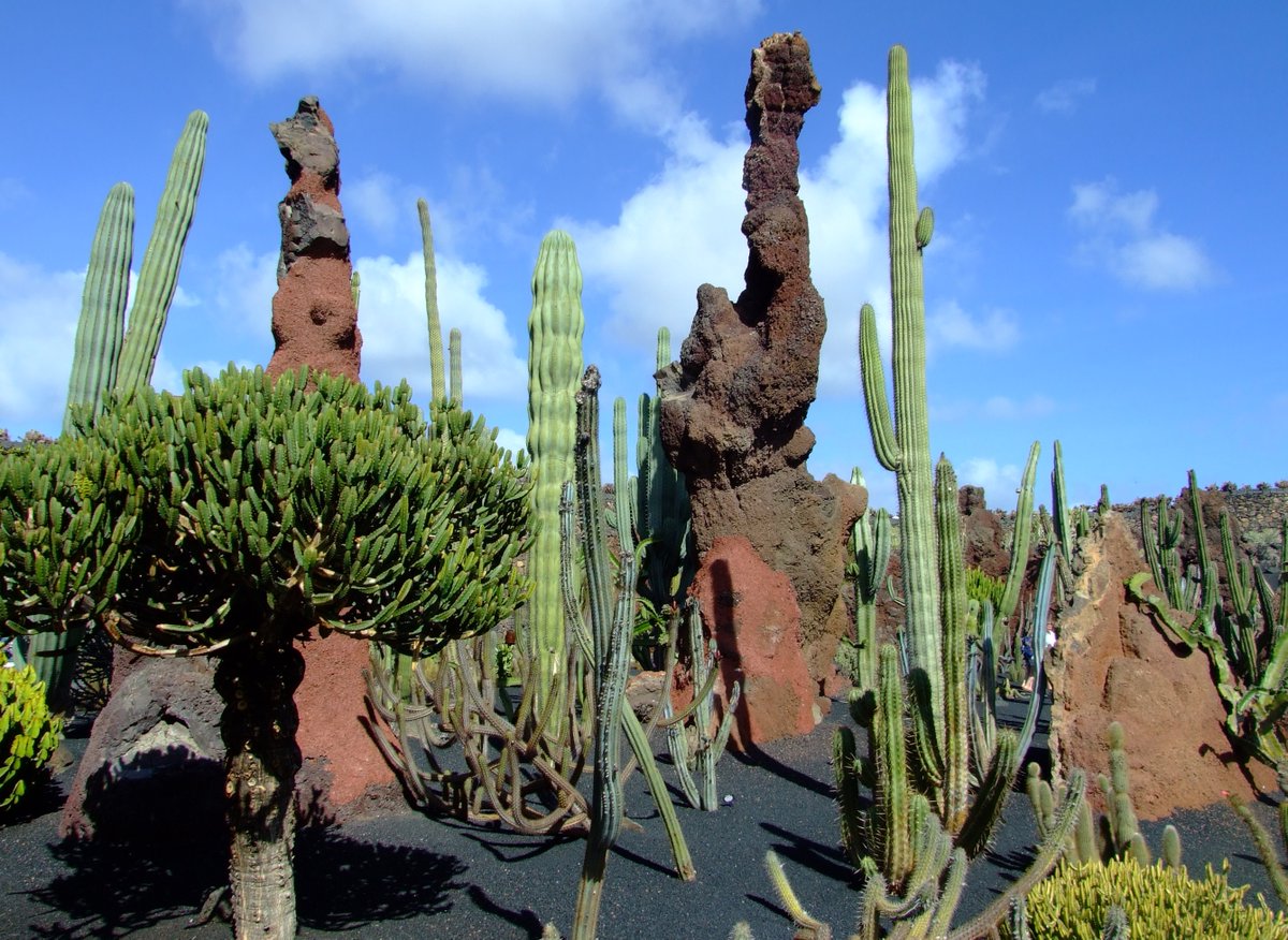 afewmilesmore's tweet photo. For #Top4Exotic today weโre heading to Lanzarote and Cรฉsar Manriqueโs Jardin de Cactus. The garden of the finca we stayed in (๐ท 4) was quite exotic too (especially as this was in February).
#Top4Theme is hosted by @CharlesMcCool, @Giselleinmotion, @perthtravelers, and @Touchse. https://t.co/VL0EJs6t5Z