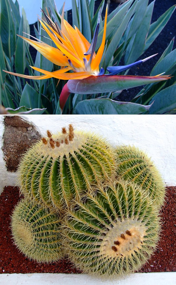 afewmilesmore's tweet photo. For #Top4Exotic today weโre heading to Lanzarote and Cรฉsar Manriqueโs Jardin de Cactus. The garden of the finca we stayed in (๐ท 4) was quite exotic too (especially as this was in February).
#Top4Theme is hosted by @CharlesMcCool, @Giselleinmotion, @perthtravelers, and @Touchse. https://t.co/VL0EJs6t5Z