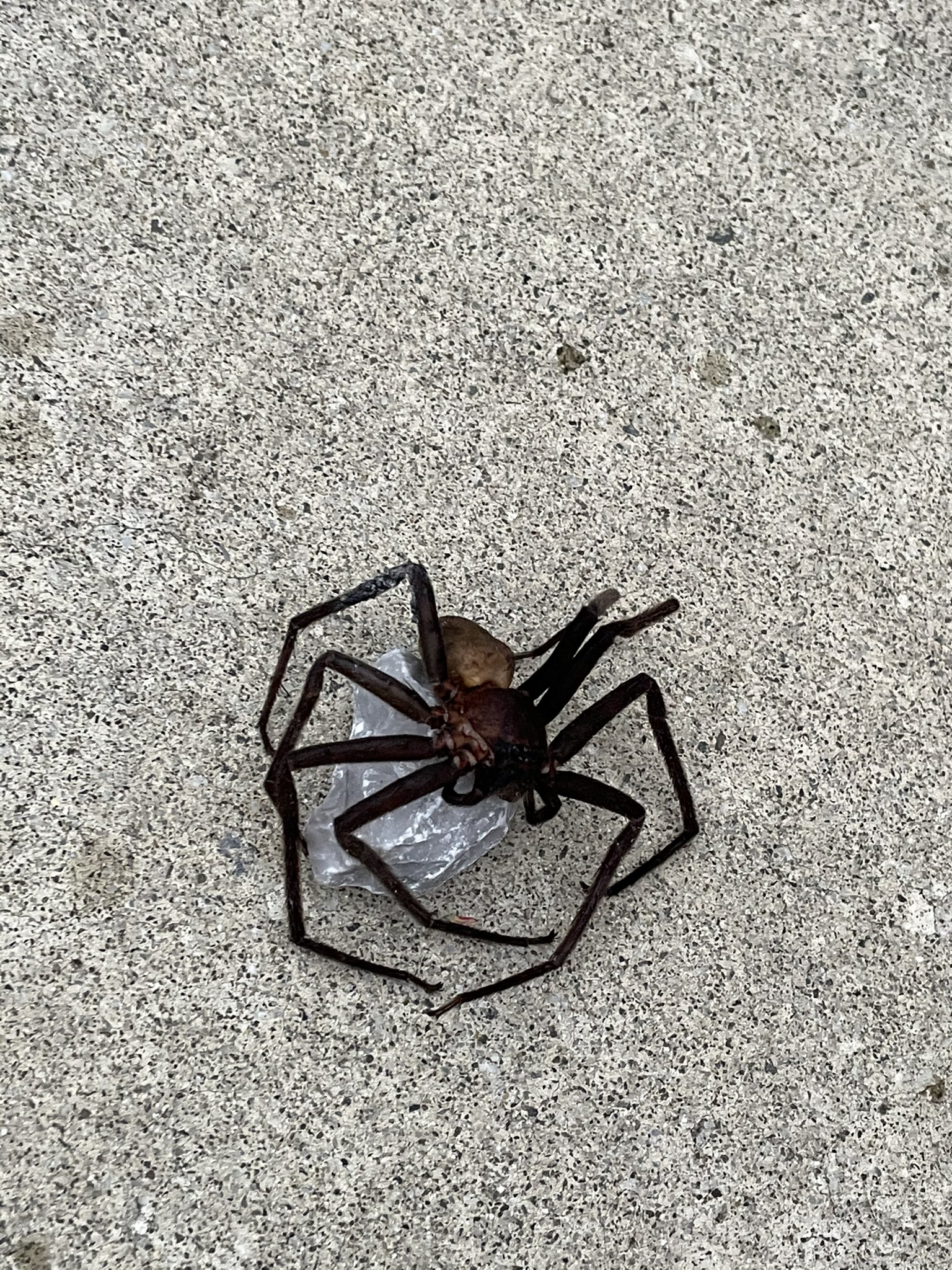 百合香 家の前にとてつもない蜘蛛がいたんだけど これ何蜘蛛だかわかる人いるかな クモ 蜘蛛 絶叫 T Co C4zcgz450n Twitter