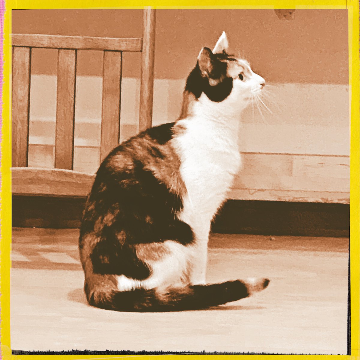 obi_wan_eclipse's tweet photo. Sideview.  #猫式 #cat #ShotoniPhone #Hipstamatic #ErieGL #BigUp #JuicyOrangeGel https://t.co/TyrlypRZCT