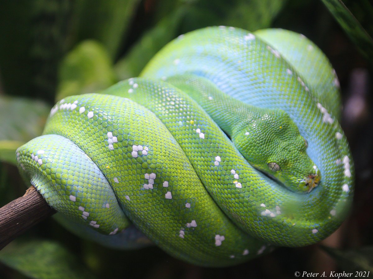 peterkopher's tweet image. "Snake Eyes"
Spotted at the Riverbanks Zoo in South Carolina. 
peterkopher.com/galleries