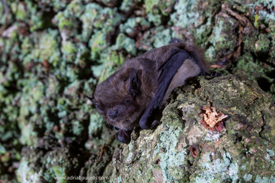 #WBTC2 #Con2 (2/5)
I reviewed 116 scientific publications to reveal #knowledgegaps. Bat-wetlands studies have barely increase since 1900, mainly focused on species inventory and habitat use, leaving key topics like #pollution #habitatfragmentation #batmigration  poorly studied