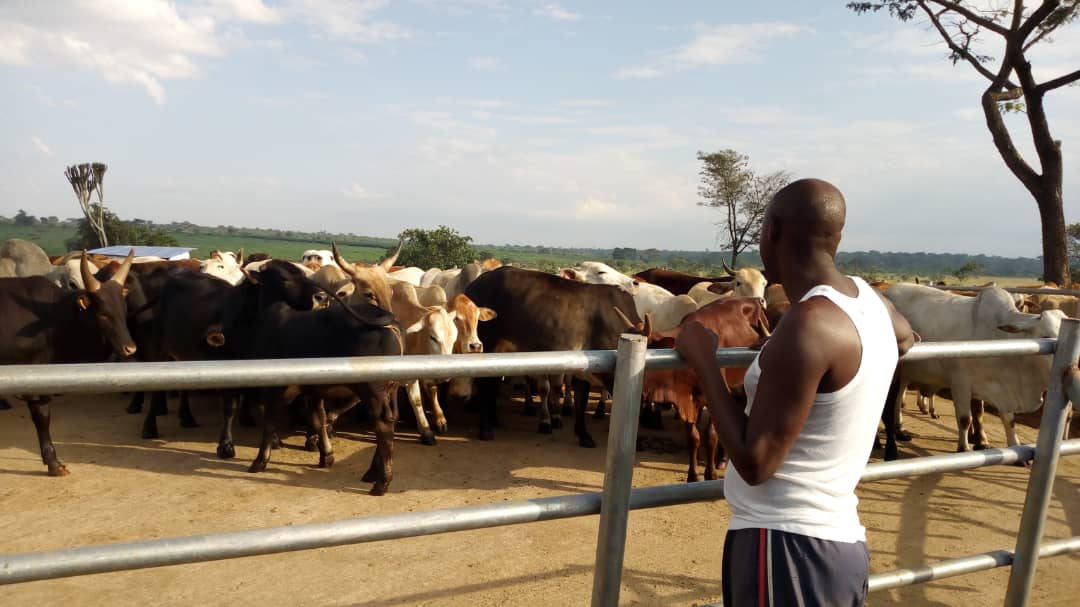 MeatUganda's tweet photo. Routine deworming exercise by our Asst Animal Husbandry officer Lakeri on a #UMPCU member's farm, Comm. Barigye in Nakaseke district under the @EUinUG FALBIIS project. @MAAIF_Uganda https://t.co/VECpiMfsHT
