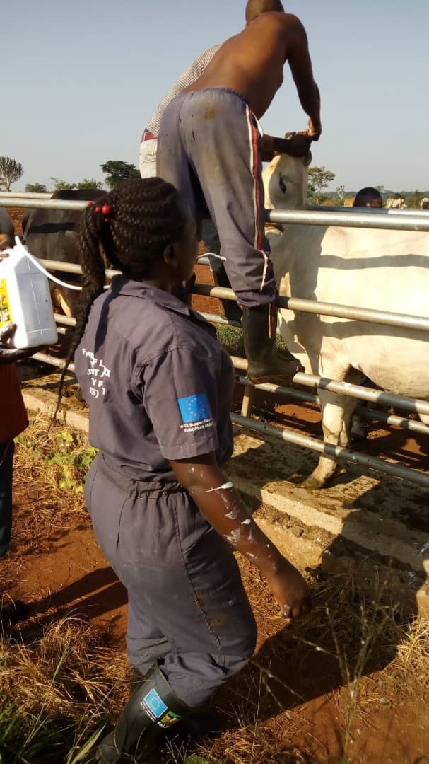 MeatUganda's tweet photo. Routine deworming exercise by our Asst Animal Husbandry officer Lakeri on a #UMPCU member's farm, Comm. Barigye in Nakaseke district under the @EUinUG FALBIIS project. @MAAIF_Uganda https://t.co/VECpiMfsHT