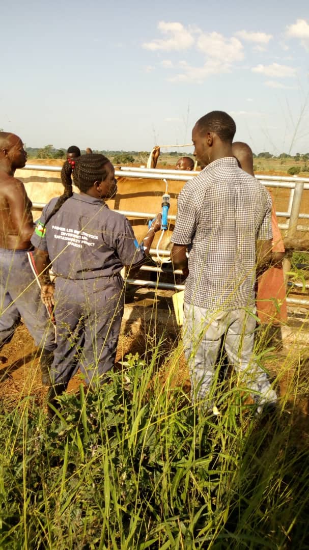MeatUganda's tweet photo. Routine deworming exercise by our Asst Animal Husbandry officer Lakeri on a #UMPCU member's farm, Comm. Barigye in Nakaseke district under the @EUinUG FALBIIS project. @MAAIF_Uganda https://t.co/VECpiMfsHT