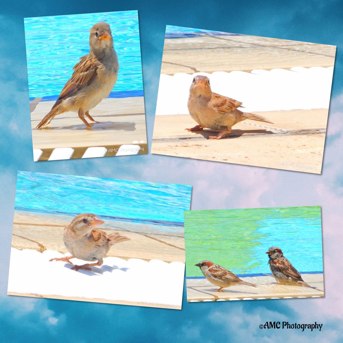 ACobbold_Photos's tweet photo. Memories - Poolside Visitors. #summer #birds #resort #birdphotography #resortphotography https://t.co/J17whiUQO6