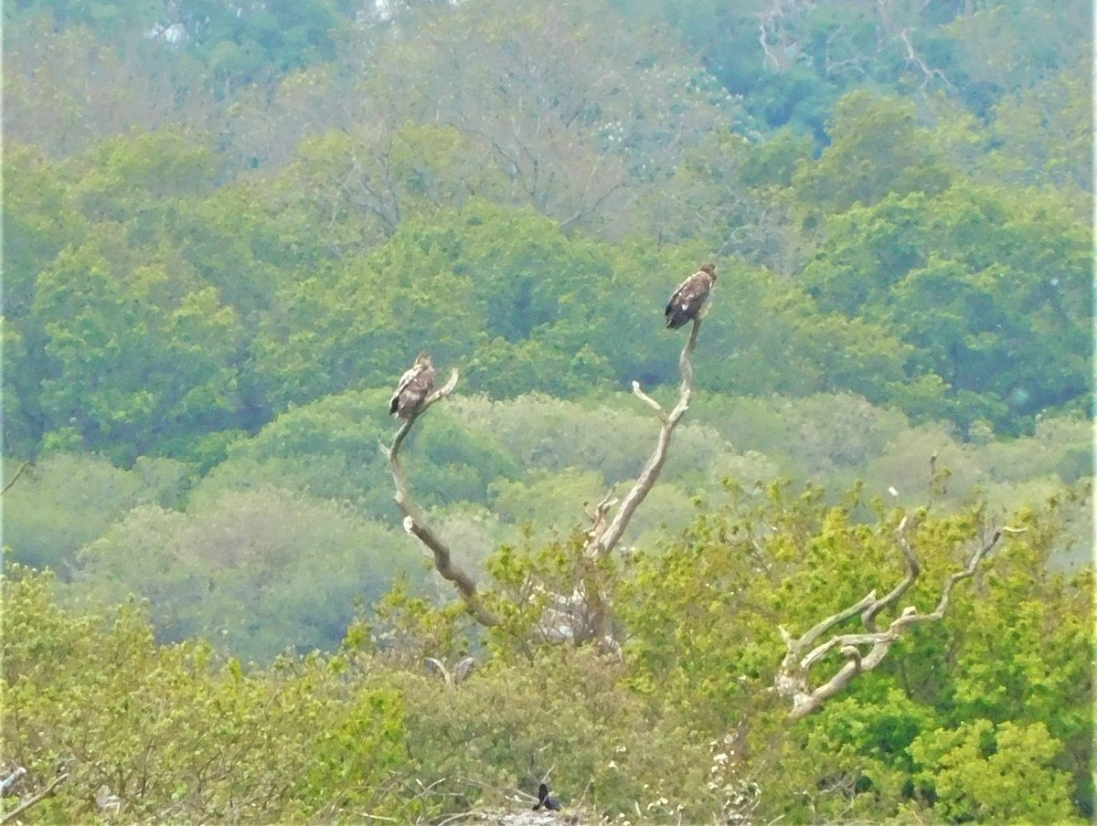 Excited squeals at noticing these two #whitetailedseaeagles yesterday! <a href="/aggie_thompson/">Aggie Thompson</a>