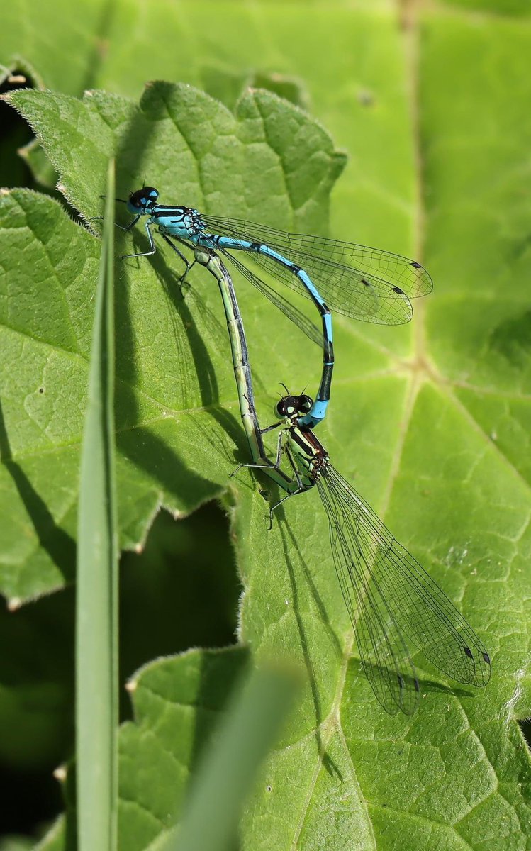 lill_dunne's tweet photo. Mating Damselflies from my walk ‘round the meadow 26/5/21. #DragonflyDash #damselfly #Azure #BioDataCentre #RiverNore #Biodiversityweek2021 #DragonflyIreland #FarmlandBiodiversity #kilkenny #TwitterNatureCommunity #Wildlife # https://t.co/J8afD9kJBC