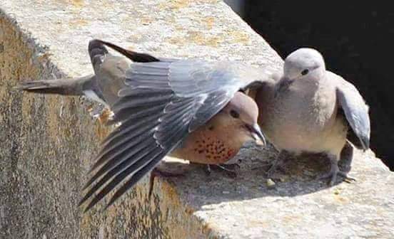 Çok yıldız kaydı gökyüzümde,
Ben hiç dilek tutmadım.
Hep hayat tuttum içimden,
Sevmek, sevilmek dolu...📌