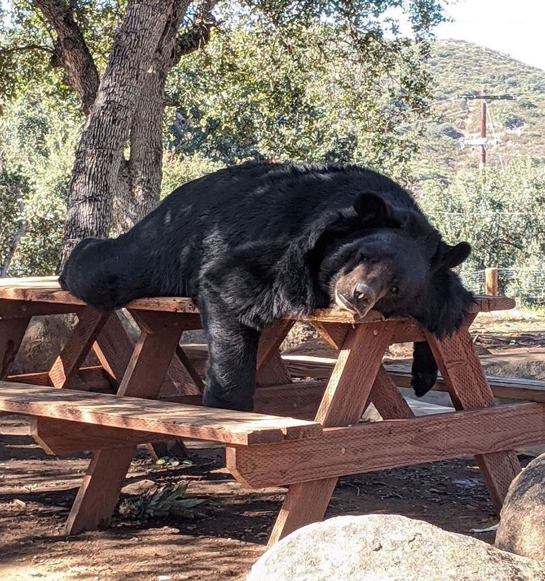 rmart98_'s tweet photo. sintiéndome como el oso https://t.co/ibB7jLeEz5