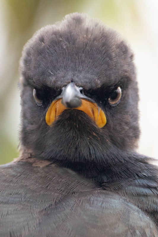astropierre's tweet photo. Le concours photo du "Comedy Wildlife Photography Awards" est ouvert aux suscriptions jusqu'à fin Juin.

Cette édition 2021 promet encore de jolis résultats 😊
https://t.co/I3odDsIdLS https://t.co/yrK2C6U2uJ