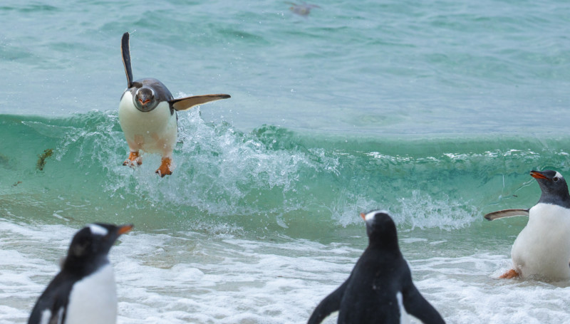 astropierre's tweet photo. Le concours photo du "Comedy Wildlife Photography Awards" est ouvert aux suscriptions jusqu'à fin Juin.

Cette édition 2021 promet encore de jolis résultats 😊
https://t.co/I3odDsIdLS https://t.co/yrK2C6U2uJ