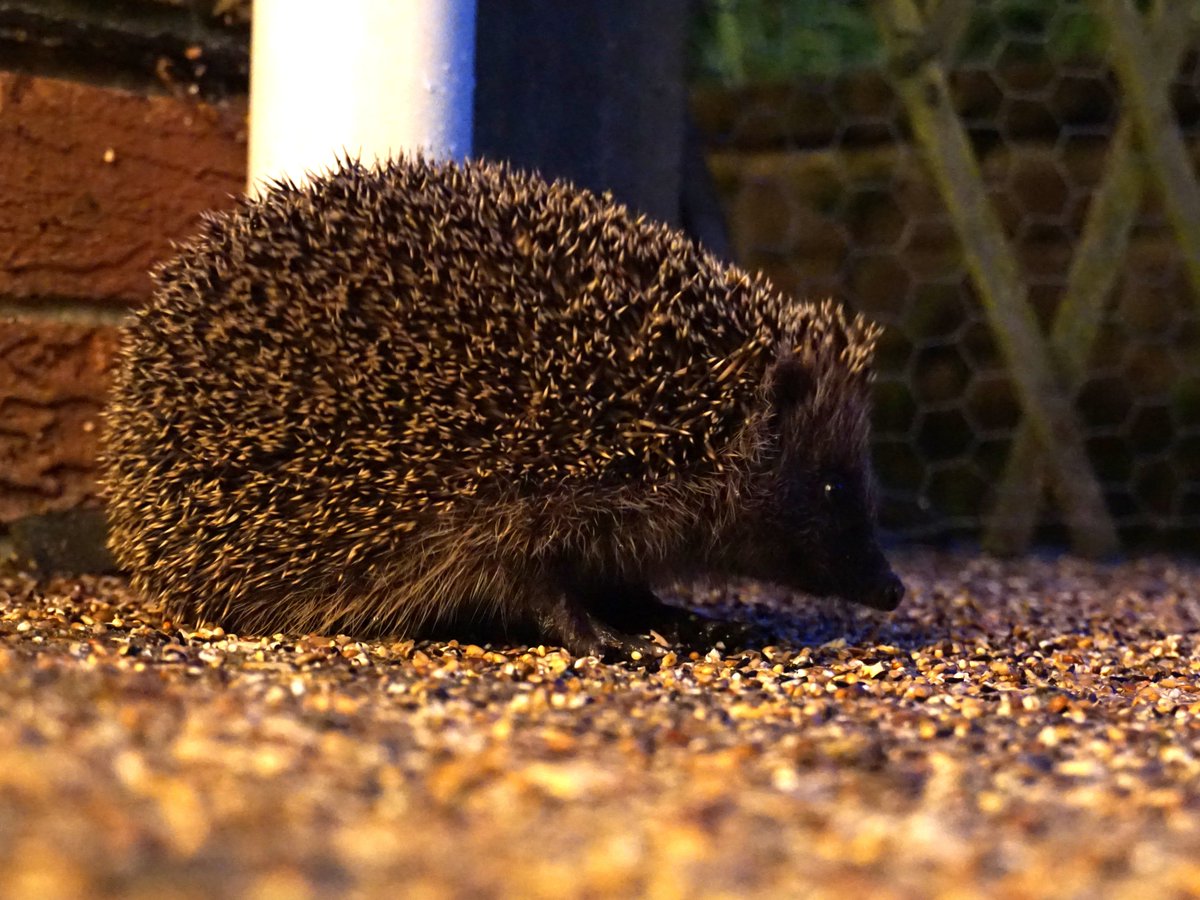 GreenerstuffUK's tweet photo. We are so lucky to have hedgehogs resident under our large beech hedge. This one turns up as regular as clockwork at 10.15pm to hoover up any mealworms from the birdfood that the eagle-eyed Robin has missed. 
We have fed them nightly for over a year now! #springwatchlist https://t.co/6PSJNeQQtH