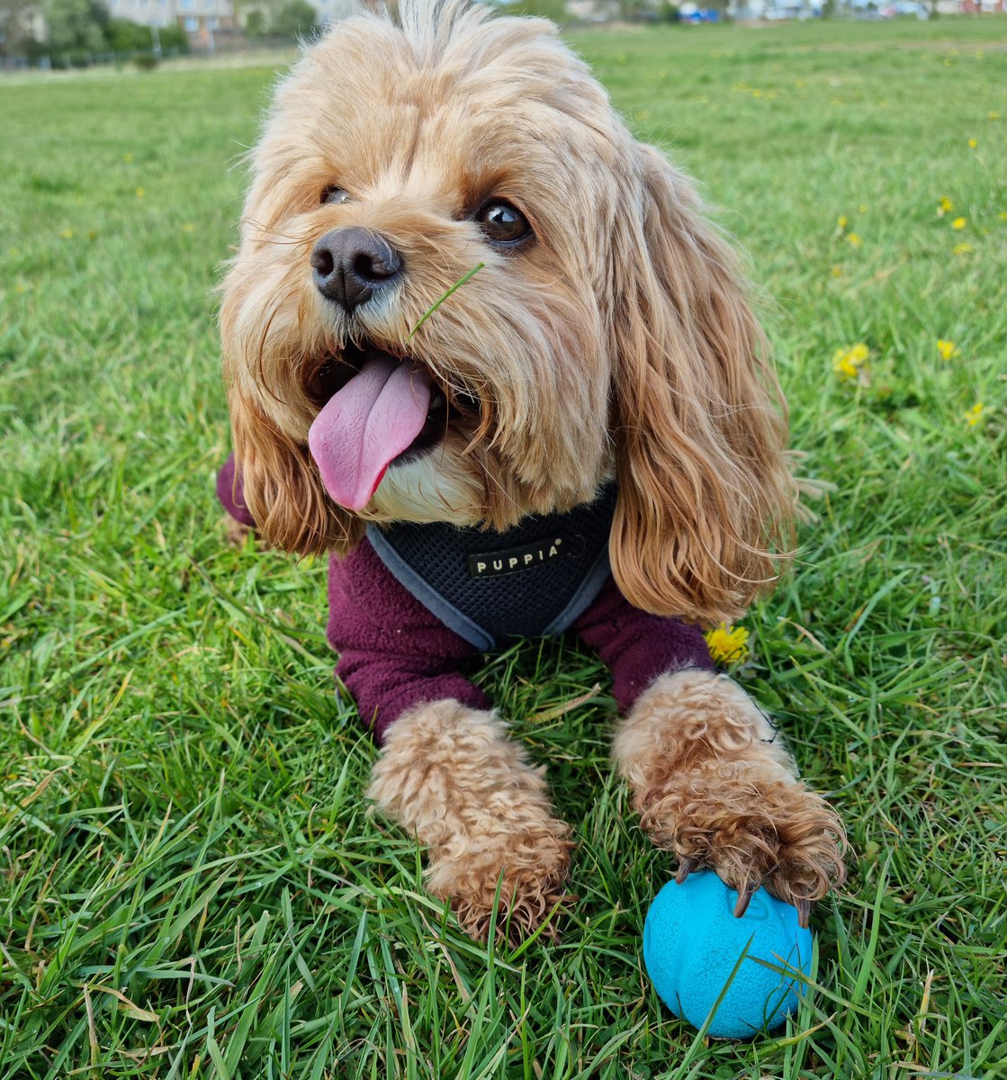 Chris McSorley tweet media