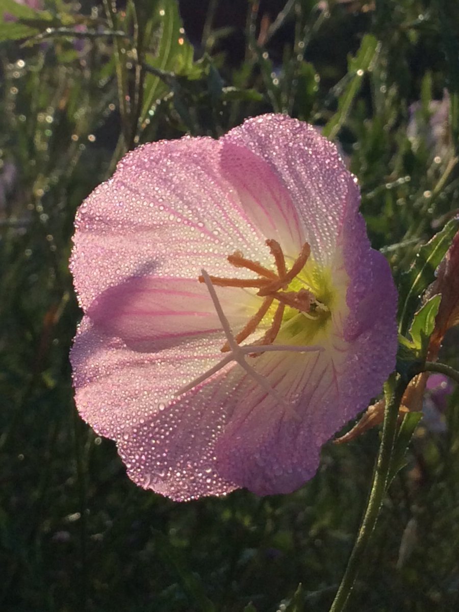 It's Poppy blooming time  in #mygarden  #GoodMorningWorld  #Flowers #FlowerPower